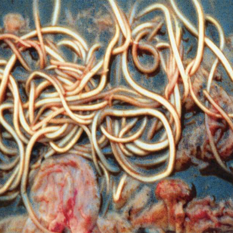 Roundworm Infection in Swine